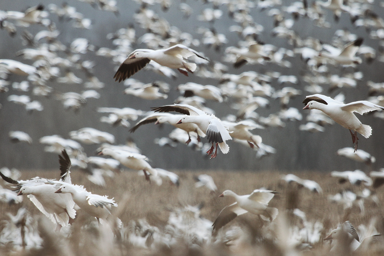 Snow Storm Hunting Snow Geese RECOIL