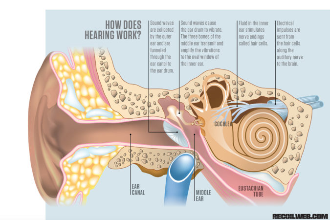 ear hearing diagram