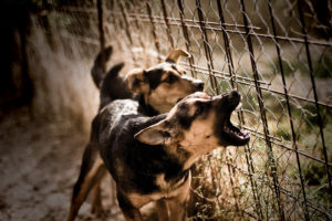 Man Bites Dog: Defending Yourself Against Dog Attacks