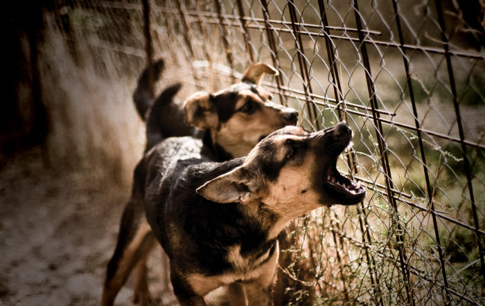 Man Bites Dog: Defending Yourself Against Dog Attacks