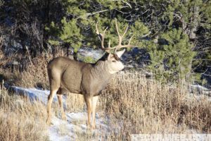 The Basics of Deer Hunting