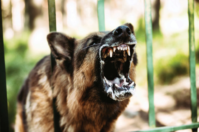 dog attacks german Shepard