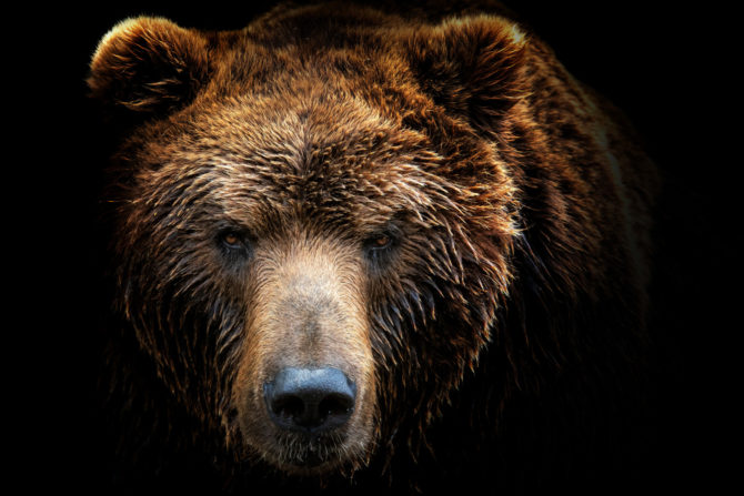 Surviving Bear Attacks: Life-Or-Death Decisions