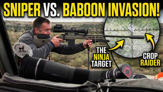 Sniper Vs. Baboon Invasion: Ultimate Varmint Hunting [VIDEO]